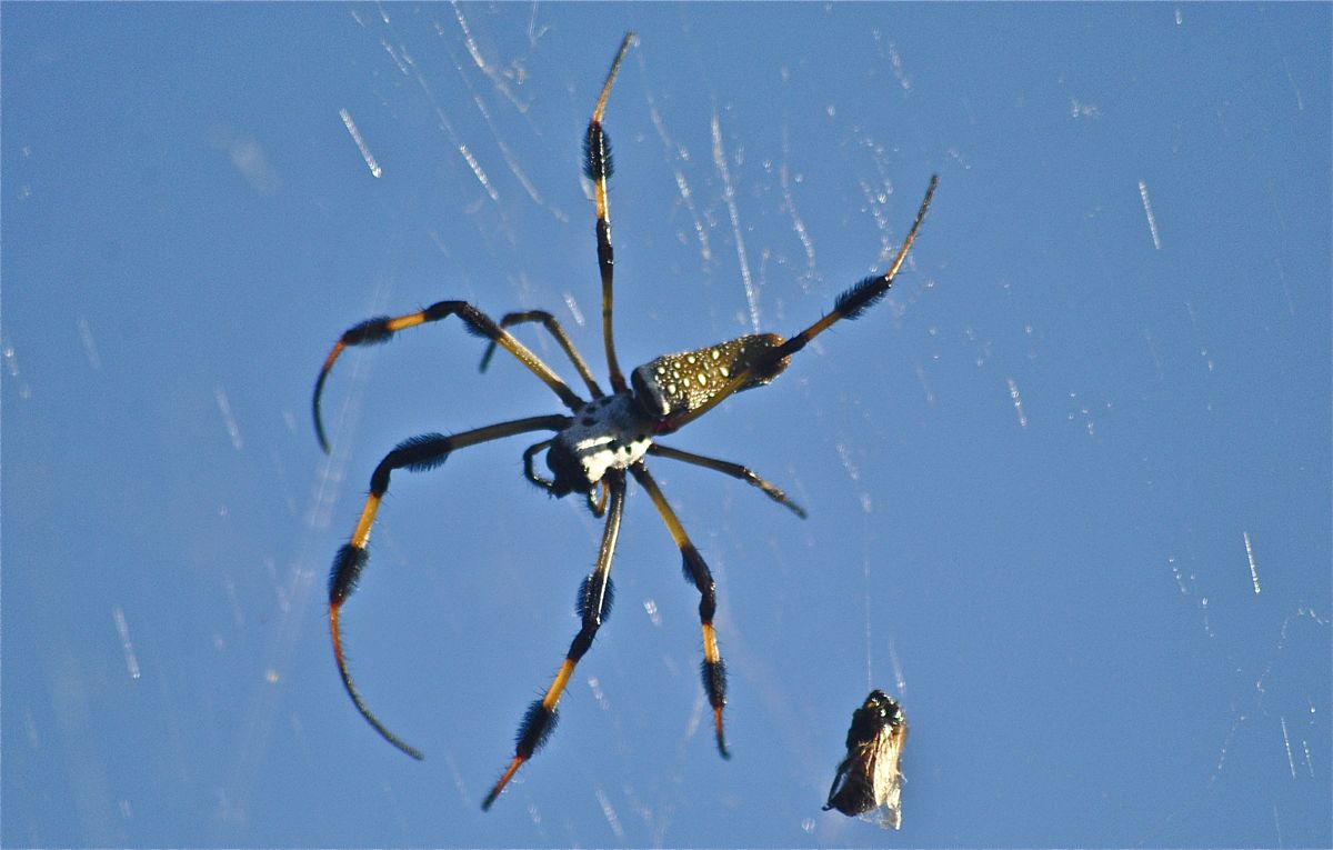 Banana Spider